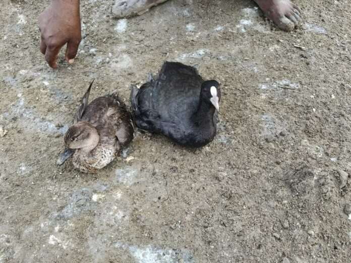 WhatsApp Image 2025-10-31 at 11.52.23 AM