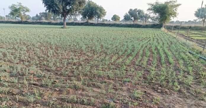 WhatsApp Image 2025-11-12 at 5.34.54 PM