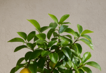 नींबू खाने के फायदे और नुकसान