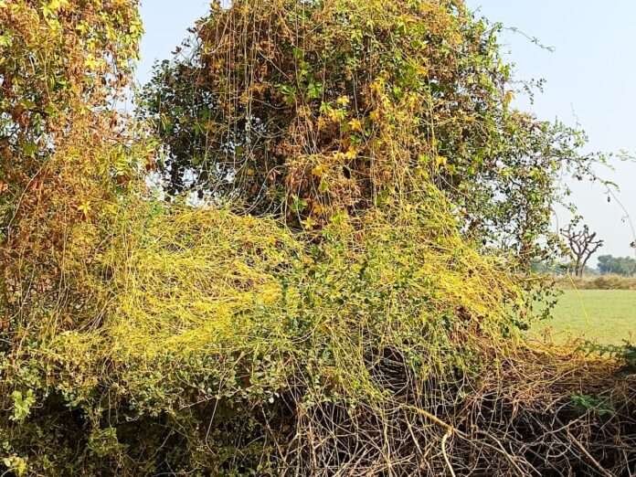 WhatsApp Image 2025-12-01 at 5.32.24 PM