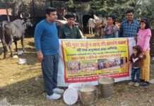 गौशाला में गायों को खिलाई गई सर्दियों की मीठी लापसी