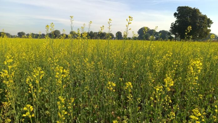 WhatsApp Image 2025-12-18 at 6.55.43 PM