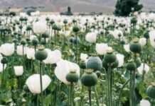 इंसान ही नहीं तोते भी हैं अफीम के शौकिन ?