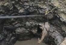 35 फीट गहरे कुएं में गिरी नीलगाय का रेस्क्यू, सुरक्षित जंगल में छोड़ा