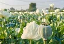 गोचर भूमि पर कब्जा कर अफीम की खेती करने वाला काश्तकार गिरफ्तार