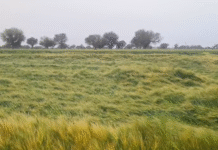 पीसांगन में मावट और ओलावृष्टि से किसानों की फसलें प्रभावित