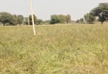 विद्युत विभाग की लापरवाही से खेत में लगी आग, रायड़े की फसल जली