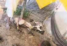 बरूधन ग्राम में अज्ञात जंगली जानवर का आतंक, 15 भेड़ों को बनाया शिकार