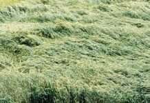 बेमौसम बारिश से सरसों-गेहूं की फसल को नुकसान, किसानों की चिंता बढ़ी