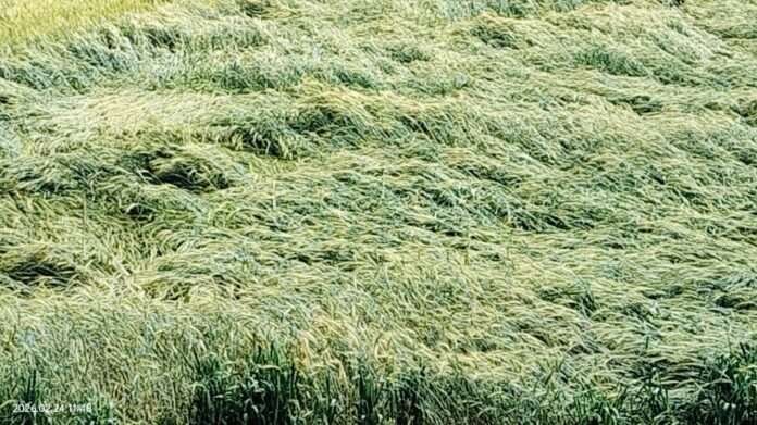 WhatsApp Image 2026-02-24 at 7.00.55 PM