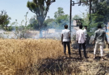 सिरोही में शॉर्ट सर्किट से गेहूं की फसल में लगी आग, समय रहते पाया काबू