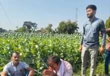 गंगधार क्षेत्र में अफीम की फसल अहम चरण में, पूजा-अर्चना के बाद शुरू होगी चिराई