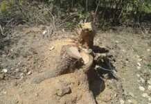 असामाजिक तत्वों ने काटे दर्जनों विशालकाय पेड़, पर्यावरण संकट गहरा