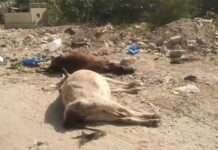 करंट की चपेट में आने से 5 गौवंश की मौत, विद्युत विभाग के खिलाफ आक्रोश