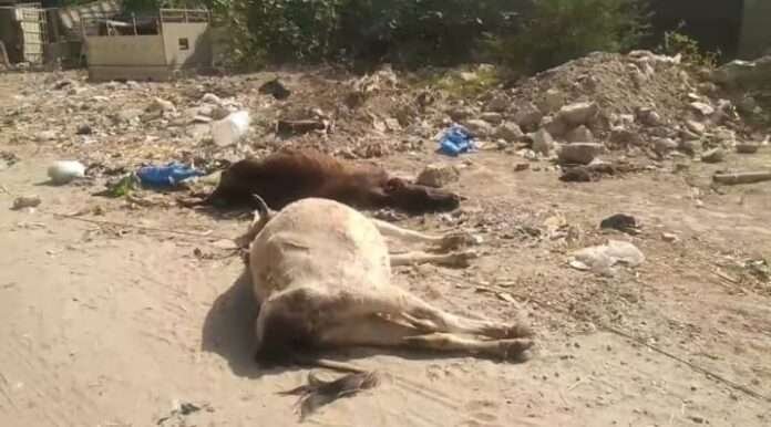 WhatsApp Image 2026-03-16 at 2.30.19 PM