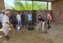 बाड़े में घुसा पैंथर, ग्रामीणों की सतर्कता से बछड़े की जान बची