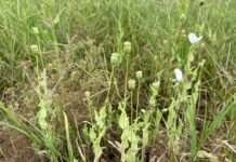 नशा तस्कर या तो नशा छोड़ दें या नागौर छोड़ दें: एसपी रोशन मीणा