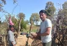 कंटीली झाड़ियों में फंसे राष्ट्रीय पक्षी मोर को ग्रामीणों ने बचाया