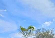 कुएं में गिरा पैंथर, वन विभाग ने किया सफल रेस्क्यू