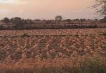 किसानों की फसलें हुई चौपट, तेज अंधड़ के साथ ओलावृष्टि