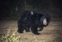 दो शावकों को पीठ पर बैठाकर घूमती दिखी मादा भालू