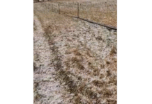 कुदरत का कहर: ओलावृष्टि से श्रीगंगानगर में किसानों की फसलें तबाह