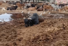 श्रीगंगानगर में गौ तस्करी का बड़ा खुलासा, 14 गौवंश बरामद, एक की मौत