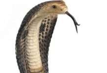 ..क्या नाग की मौत का बदला लेती है नागिन ?