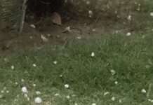 बनेठा कस्बे में ओलावृष्टि, किसानों की बढ़ी चिंता