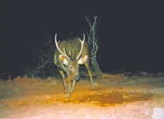 धौलपुर-करौली टाइगर रिजर्व में दिखा दुर्लभ चौसिंगा, सीसीटीवी में कैद