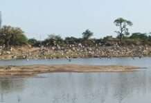 पादूकलां का तालाब बना प्राकृतिक आकर्षण, टापू पर सैकड़ों पक्षियों का बसेरा