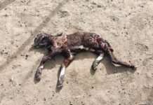 ढिबड़ी गांव में भालू का हमला, तीन बकरियों की मौत, क्षेत्र में दहशत