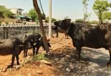 पशु क्रूरता पर बड़ी कार्रवाई, 17 पशुओं से भरी पिकअप जब्त, 2 आरोपी गिरफ्तार