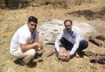 NH-8 पर दर्दनाक हादसा: मोखमपुरा के पास मादा लेपर्ड की मौत