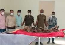 रणथंभौर में बाघ T-2402 की मौत, मॉनिटरिंग पर उठे सवाल