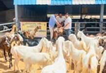 जानलेवा बीमारी से बकरियों को बचाने नागौर में चला विशेष अभियान
