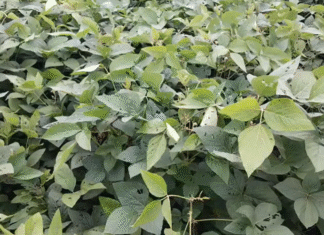 बारिश की लंबी खेंच से सोयाबीन पर इल्लियों का प्रकोप, किसानों की बढ़ी चिंता